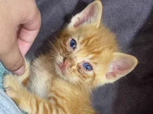Gato raça Desconhecida  idade Abaixo de 2 meses nome Gato rajado