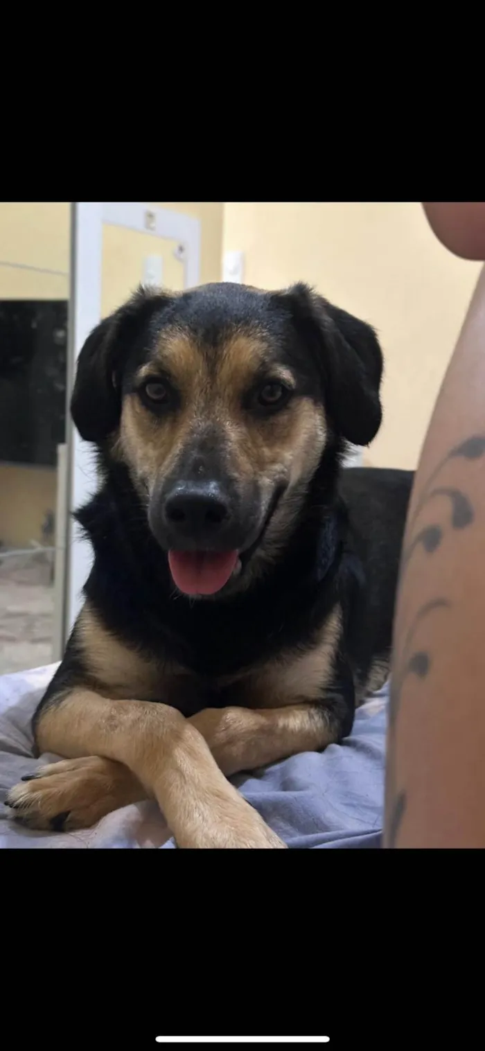 Cachorro ra a Vira lata  idade 1 ano nome Kiara 