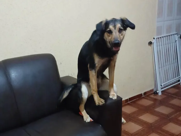 Cachorro ra a Vira lata  idade 1 ano nome Kiara 