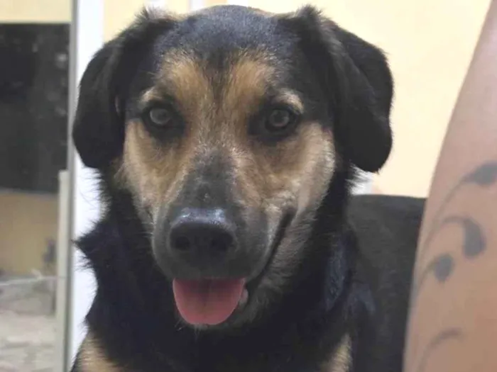 Cachorro ra a Vira lata  idade 1 ano nome Kiara 