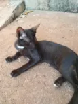 Pretinha
