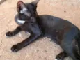 Pretinha
