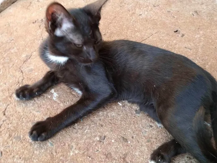 Gato ra a SRD idade 2 a 6 meses nome Pretinha