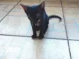 Pretinha