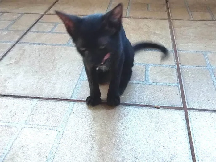 Gato ra a SRD idade 2 a 6 meses nome Pretinha