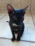 Pretinha
