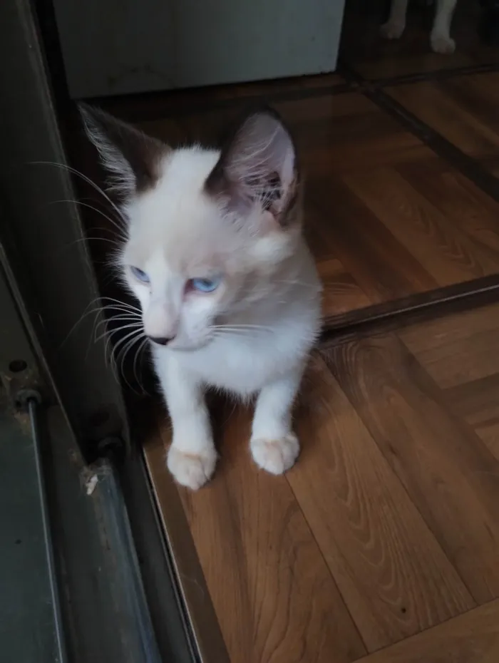 Gato ra a SRD-ViraLata idade 2 a 6 meses nome Sem nome