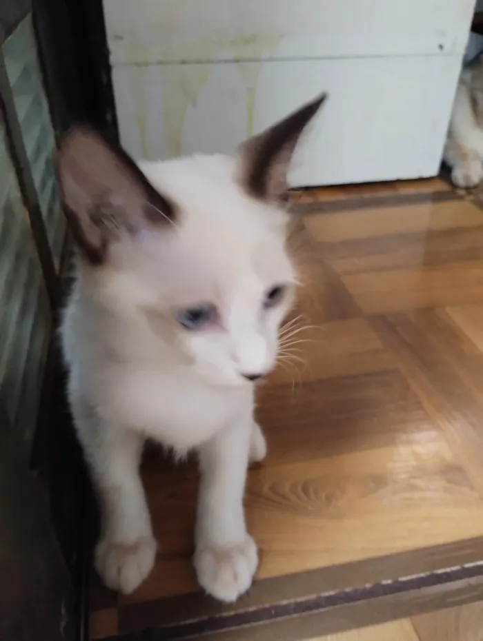 Gato ra a SRD-ViraLata idade 2 a 6 meses nome Sem nome