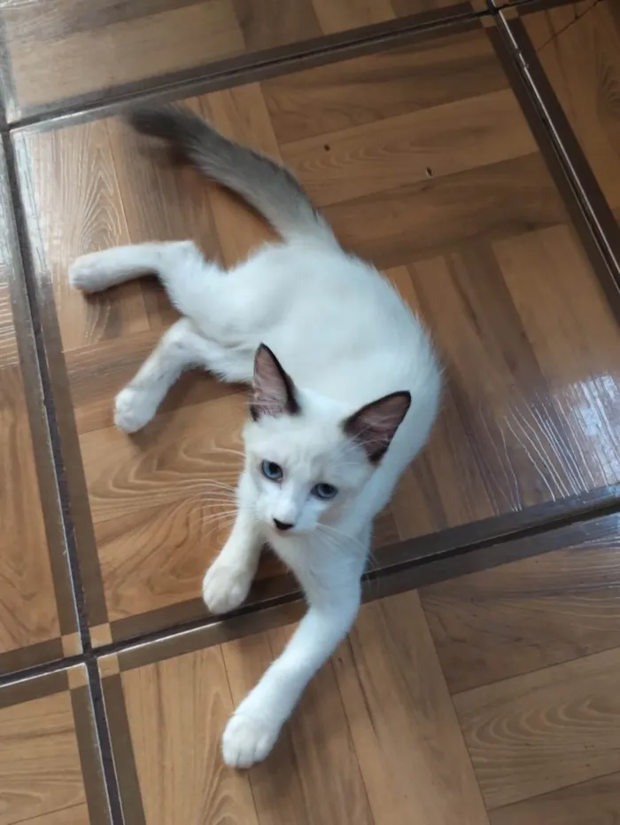 Gato ra a SRD-ViraLata idade 2 a 6 meses nome Sem nome