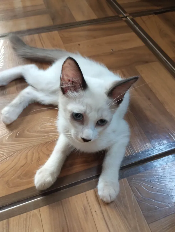 Gato ra a SRD-ViraLata idade 2 a 6 meses nome Sem nome
