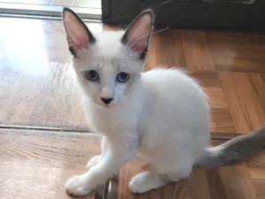 Gato raça SRD-ViraLata idade 2 a 6 meses nome Sem nome