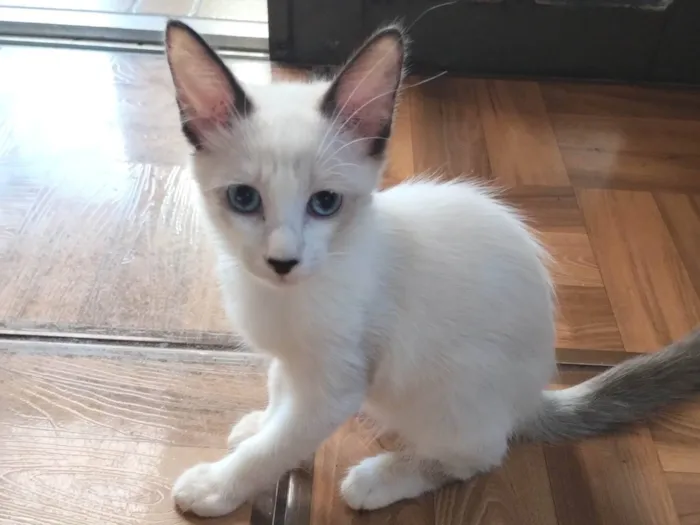 Gato ra a SRD-ViraLata idade 2 a 6 meses nome Sem nome