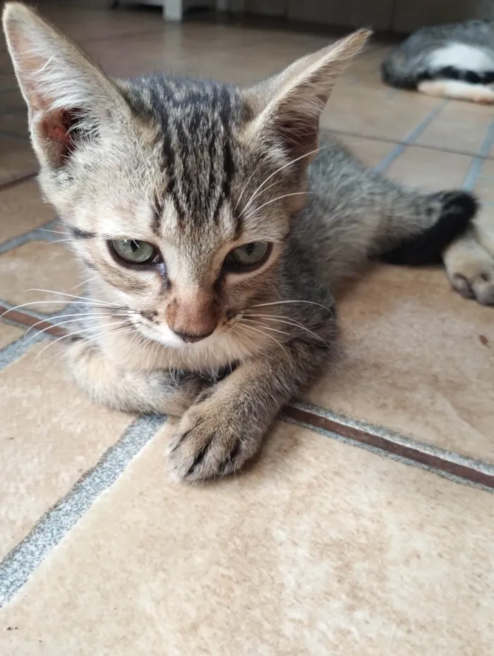 Gato ra a SRD-ViraLata idade 2 a 6 meses nome Bebê 
