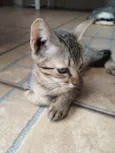 Bebê 