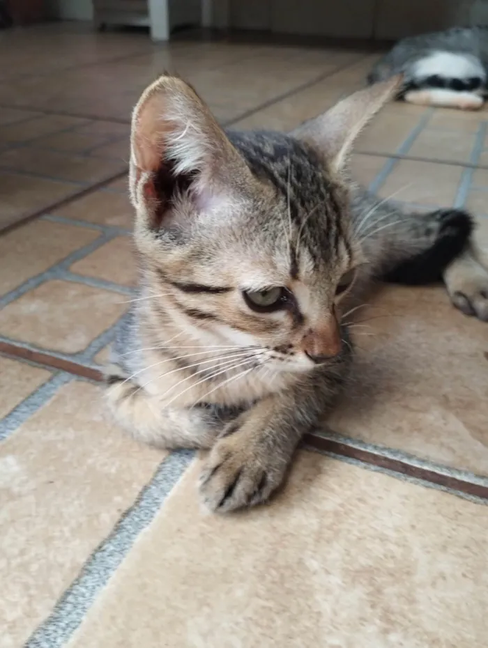 Gato ra a SRD-ViraLata idade 2 a 6 meses nome Bebê 