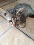 Bebê 