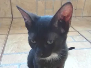 Gato raça SRD idade 2 a 6 meses nome Pretinha