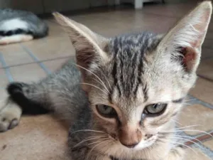 Gato raça SRD-ViraLata idade 2 a 6 meses nome Bebê 