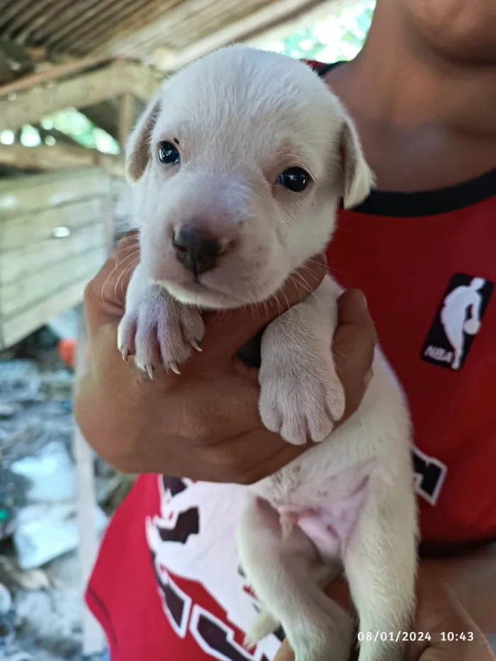 Cachorro ra a SRD-ViraLata idade Abaixo de 2 meses nome filhotes