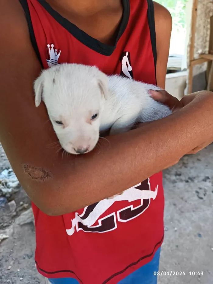 Cachorro ra a SRD-ViraLata idade Abaixo de 2 meses nome filhotes