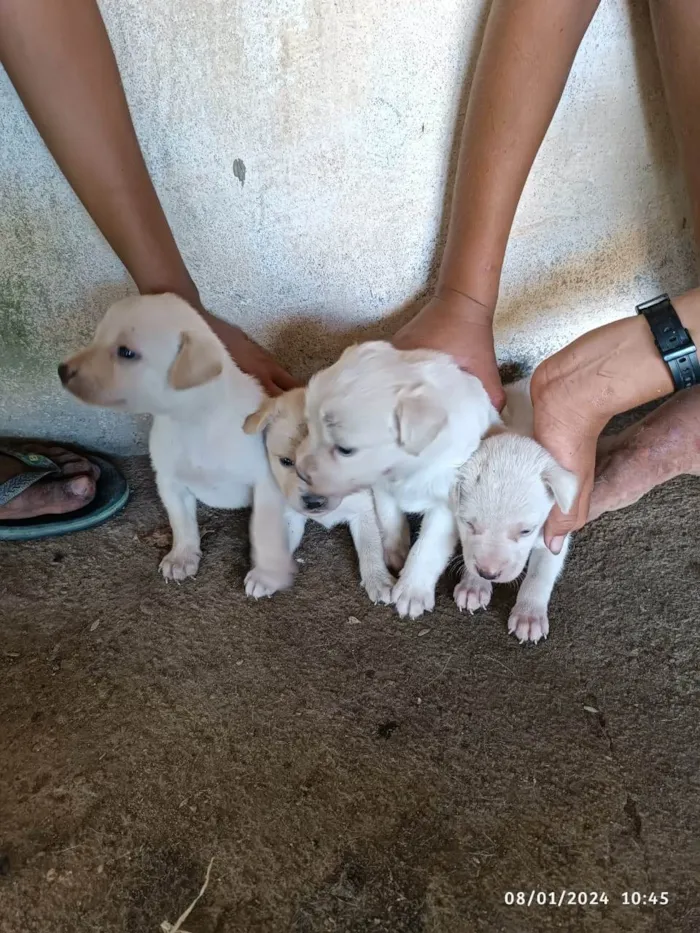 Cachorro ra a SRD-ViraLata idade Abaixo de 2 meses nome filhotes