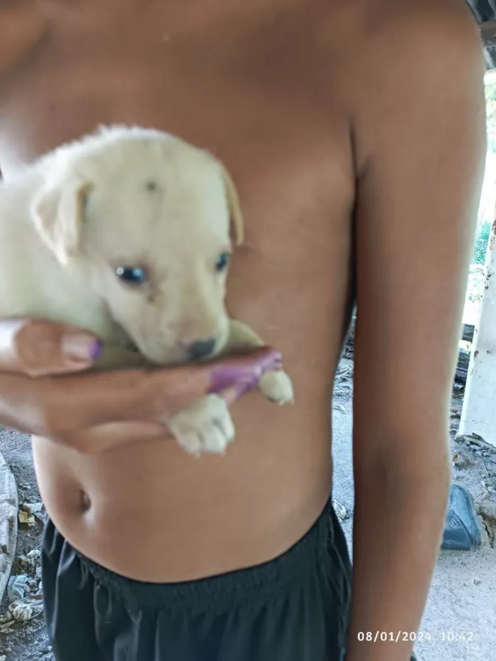Cachorro ra a SRD-ViraLata idade Abaixo de 2 meses nome filhotes
