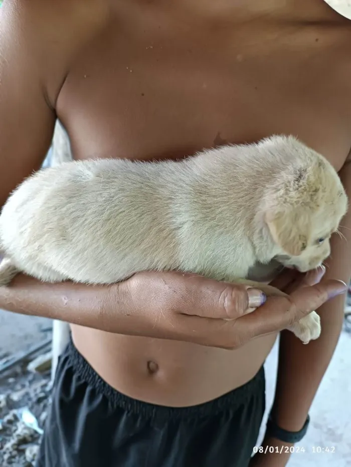 Cachorro ra a SRD-ViraLata idade Abaixo de 2 meses nome filhotes
