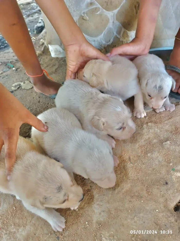 Cachorro ra a SRD-ViraLata idade Abaixo de 2 meses nome filhotes