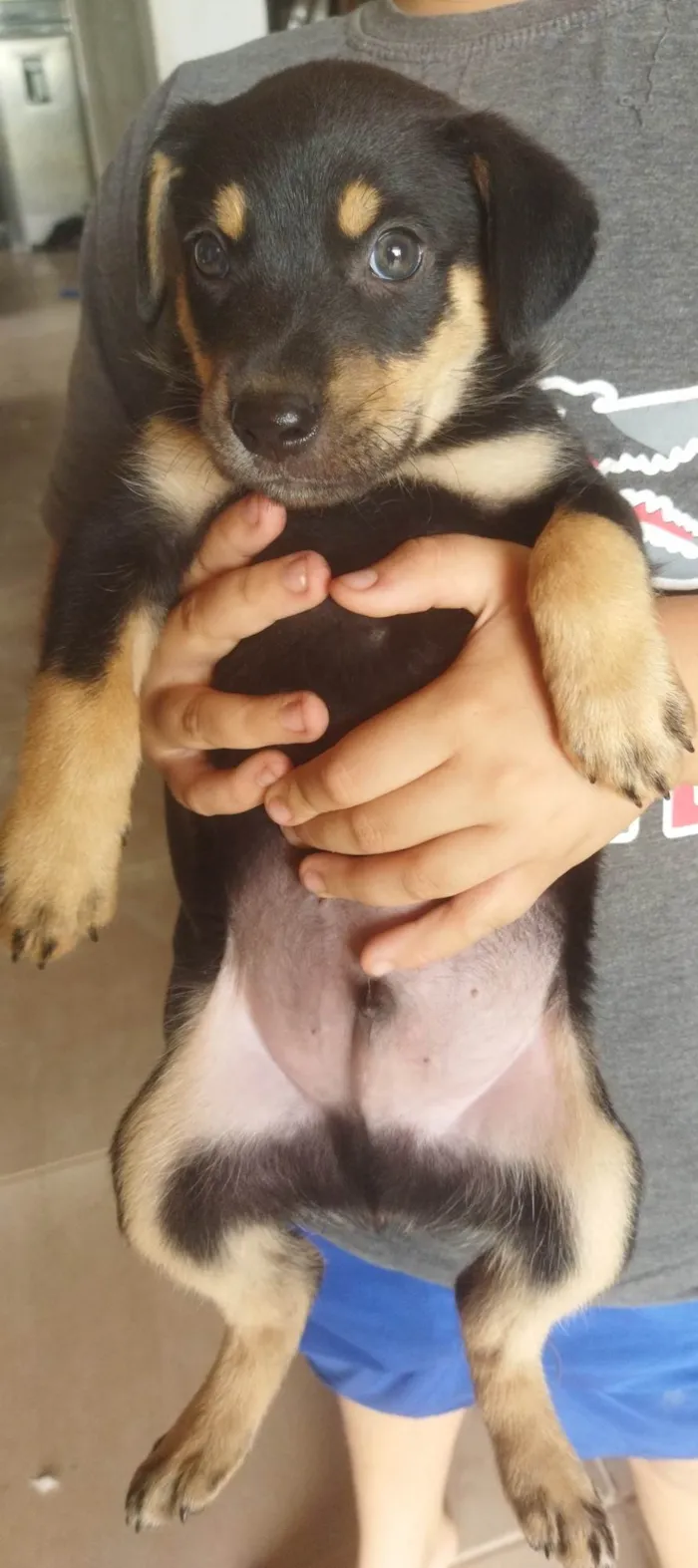 Cachorro ra a SRD-ViraLata idade Abaixo de 2 meses nome Não tem