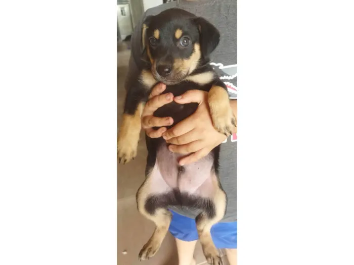 Cachorro ra a SRD-ViraLata idade Abaixo de 2 meses nome Não tem