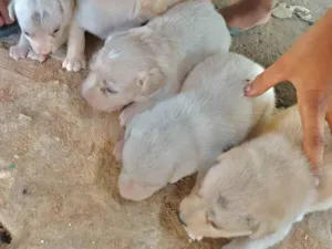 Cachorro raça SRD-ViraLata idade Abaixo de 2 meses nome filhotes