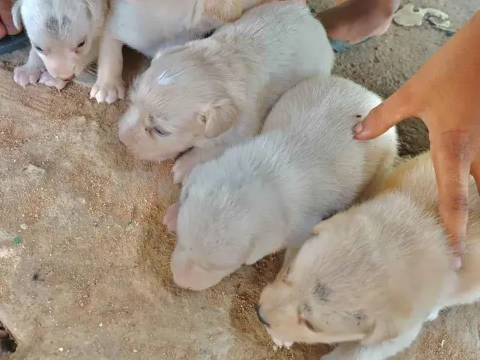 Cachorro ra a SRD-ViraLata idade Abaixo de 2 meses nome filhotes