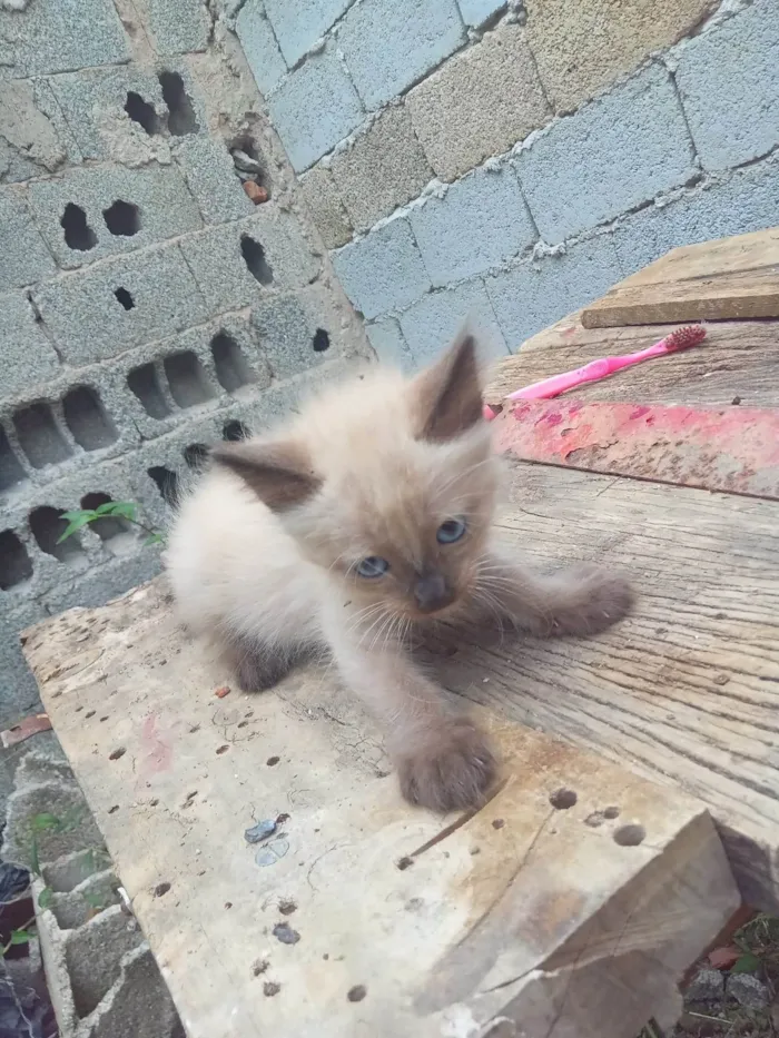 Gato ra a siames idade 2 a 6 meses nome siameso
