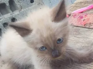 Gato raça siames idade 2 a 6 meses nome siameso