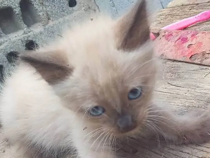 Gato ra a siames idade 2 a 6 meses nome siameso