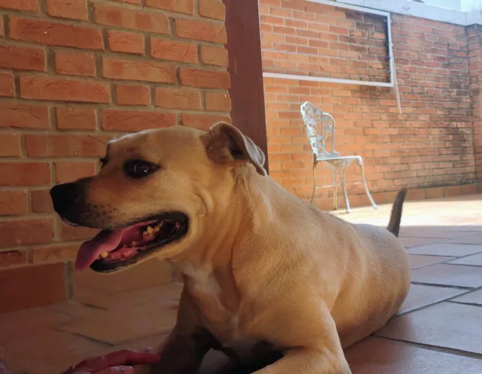 Cachorro ra a Boxer com Pitbull  idade 6 ou mais anos nome Cindy