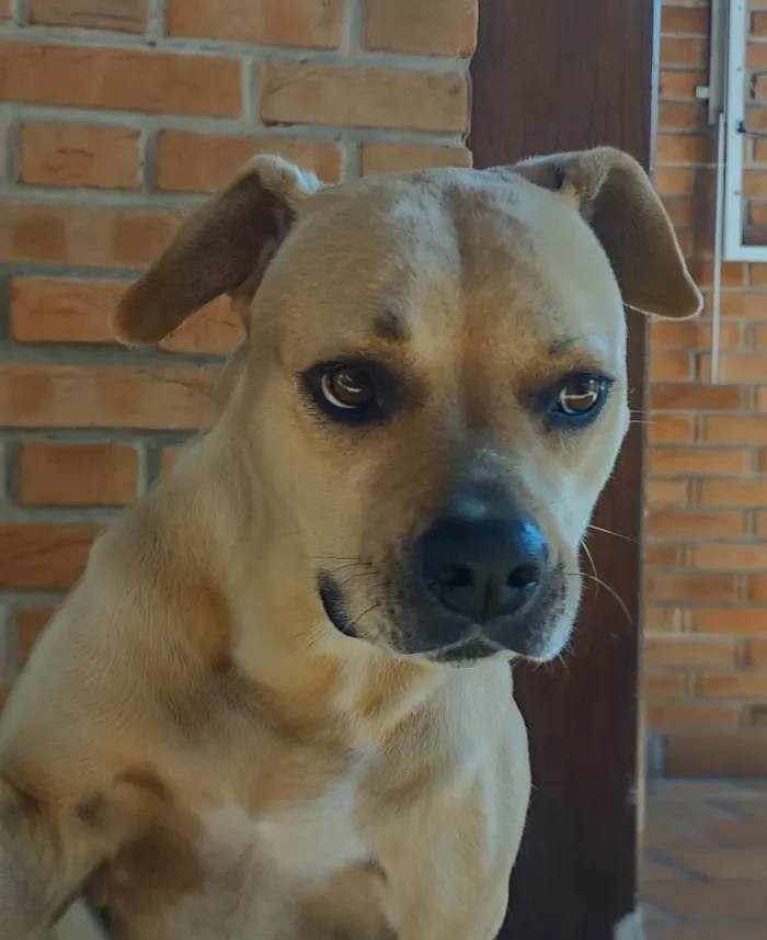 Cachorro ra a Boxer com Pitbull  idade 6 ou mais anos nome Cindy