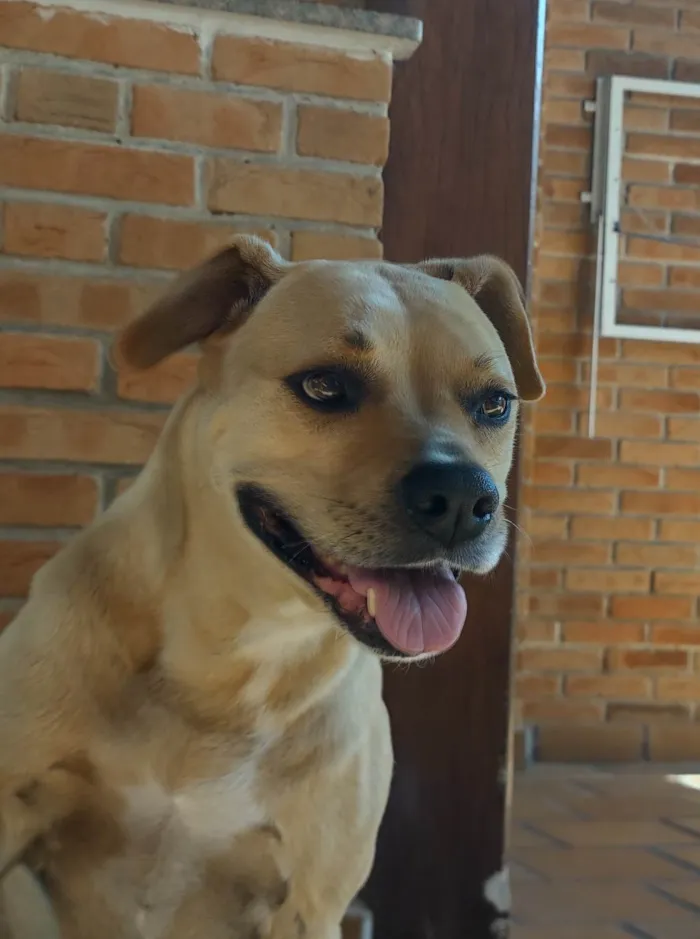 Cachorro ra a Boxer com Pitbull  idade 6 ou mais anos nome Cindy