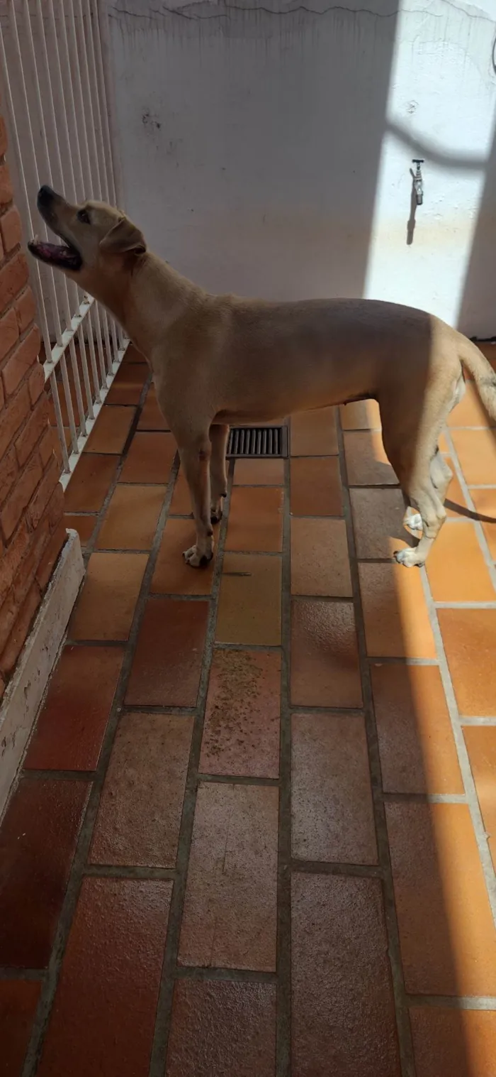 Cachorro ra a Boxer com Pitbull  idade 6 ou mais anos nome Cindy