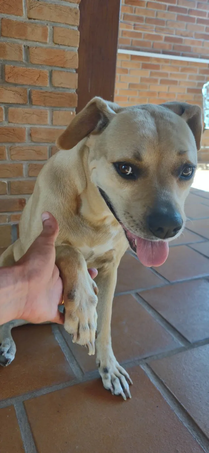 Cachorro ra a Boxer com Pitbull  idade 6 ou mais anos nome Cindy