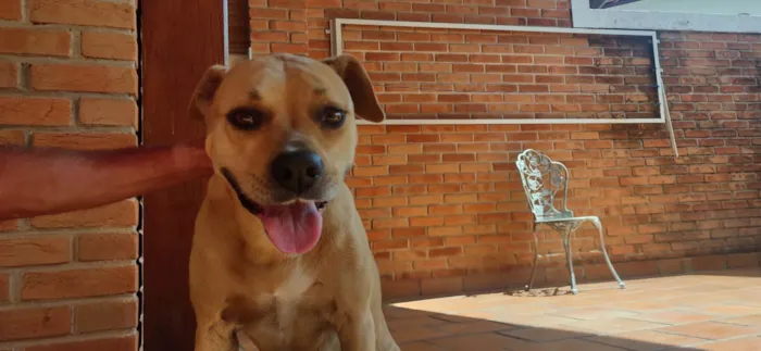 Cachorro ra a Boxer com Pitbull  idade 6 ou mais anos nome Cindy