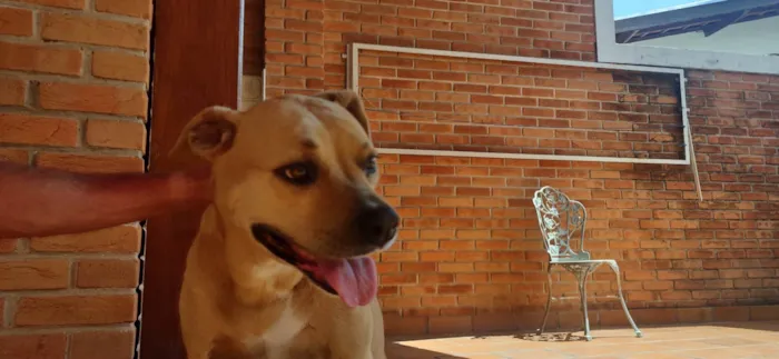 Cachorro ra a Boxer com Pitbull  idade 6 ou mais anos nome Cindy