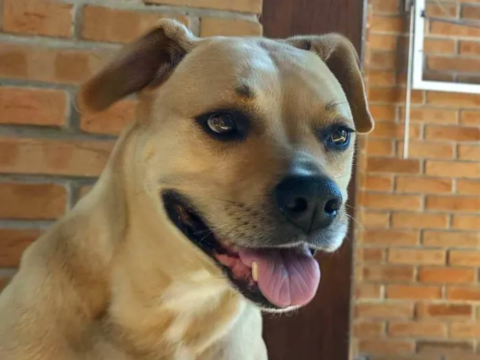 Cachorro ra a Boxer com Pitbull  idade 6 ou mais anos nome Cindy