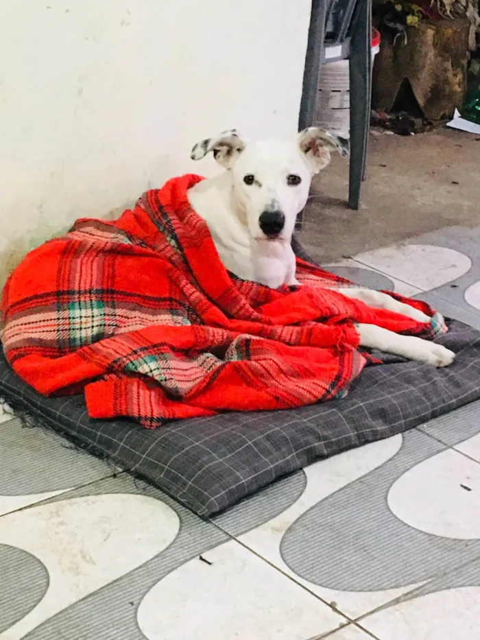 Cachorro ra a SRD-ViraLata idade 2 anos nome Akilles