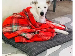 Cachorro raça SRD-ViraLata idade 2 anos nome Akilles