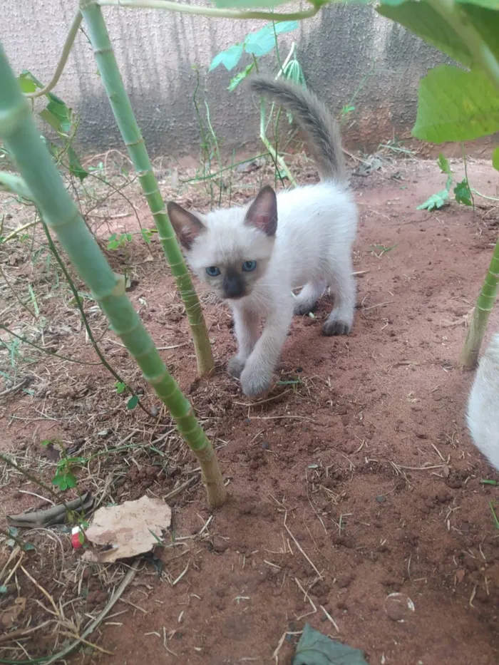 Gato ra a srd/siames idade Abaixo de 2 meses nome Luisinho