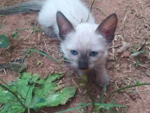 Gato raça srd/siames idade Abaixo de 2 meses nome Luisinho