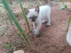 Gato raça srd/siames idade Abaixo de 2 meses nome Juju