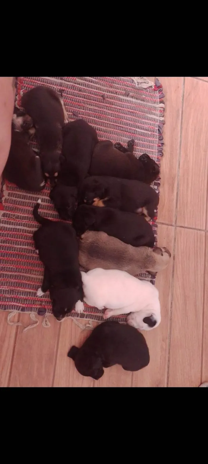 Cachorro ra a SRD-ViraLata idade Abaixo de 2 meses nome 10 filhotes 