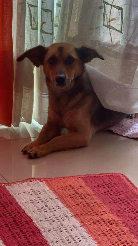 Cachorro ra a SRD-ViraLata idade 6 ou mais anos nome Meg